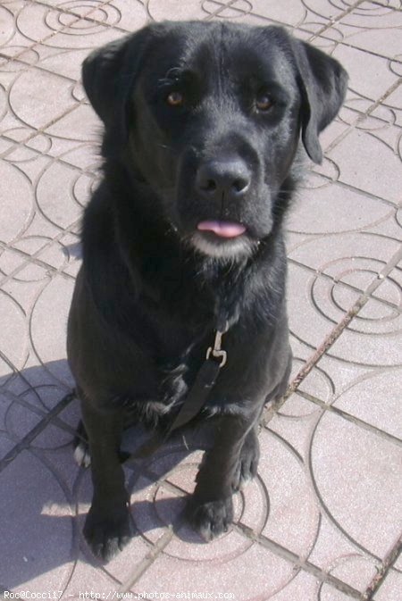 Photo de Labrador retriever