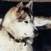 Photo de Husky siberien