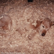 Photo de Golden retriever