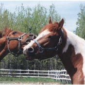 Photo de Races diffrentes