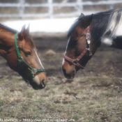 Photo de Races diffrentes