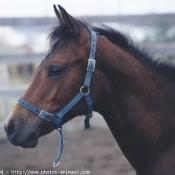 Photo de Quarter horse