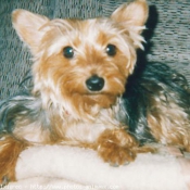 Photo de Yorkshire terrier