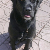 Photo de Labrador retriever