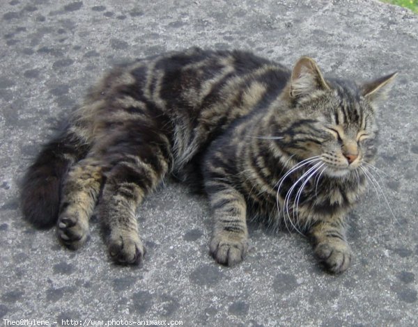 Photo de Chat domestique