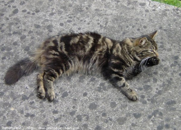 Photo de Chat domestique