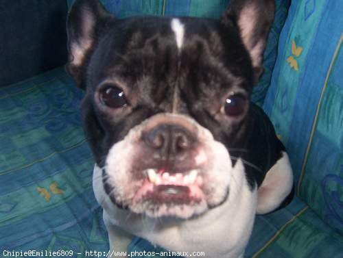 Photo de Bouledogue franais