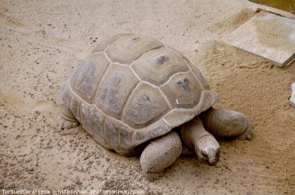 Photo de Tortue