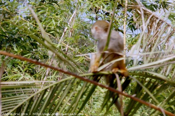 Photo de Singe