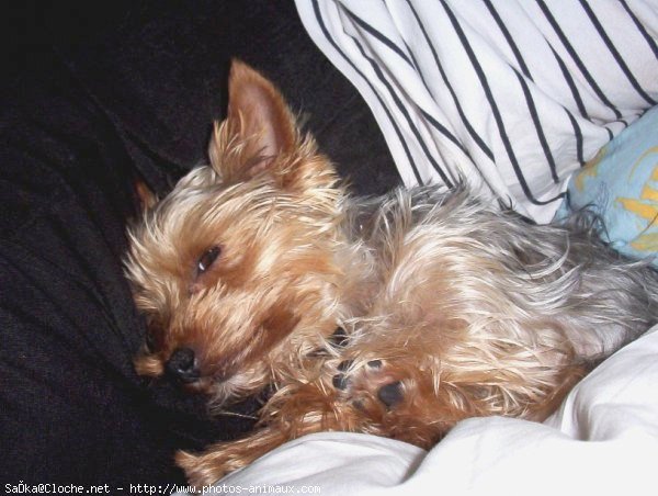 Photo de Yorkshire terrier