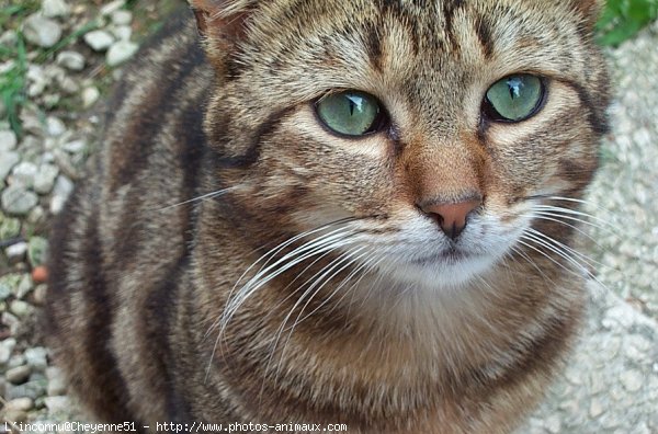 Photo de Chat domestique