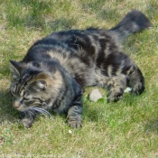 Photo de Chat domestique