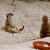 Photo de Suricate