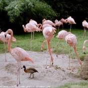 Photo de Flamand rose