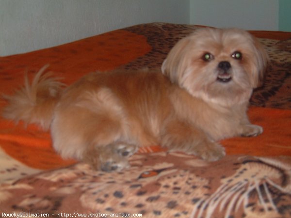 Photo de Shih tzu