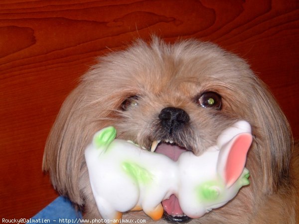 Photo de Shih tzu