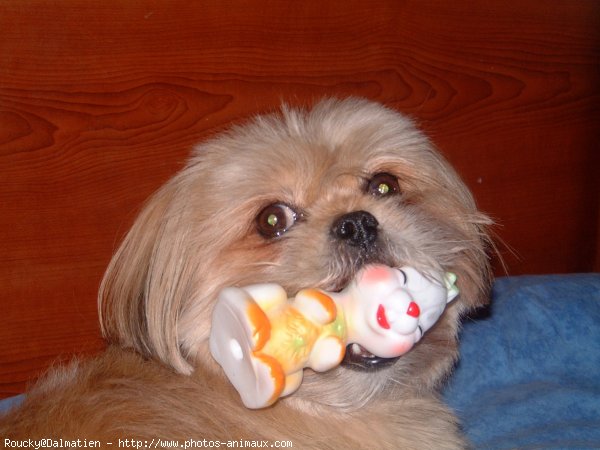 Photo de Shih tzu