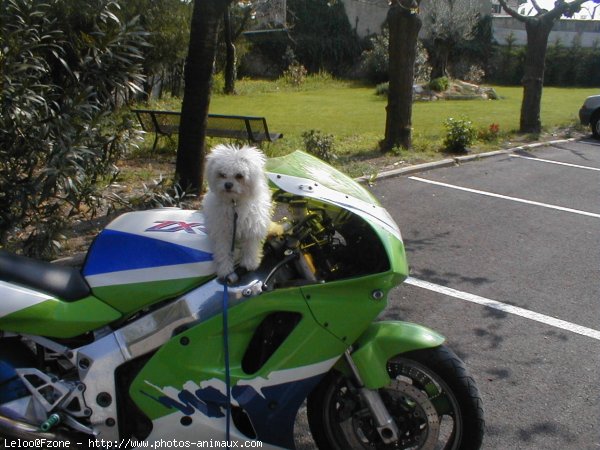 Photo de Bichon  poil fris