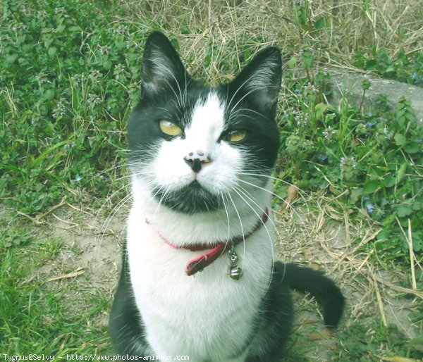 Photo de Chat domestique