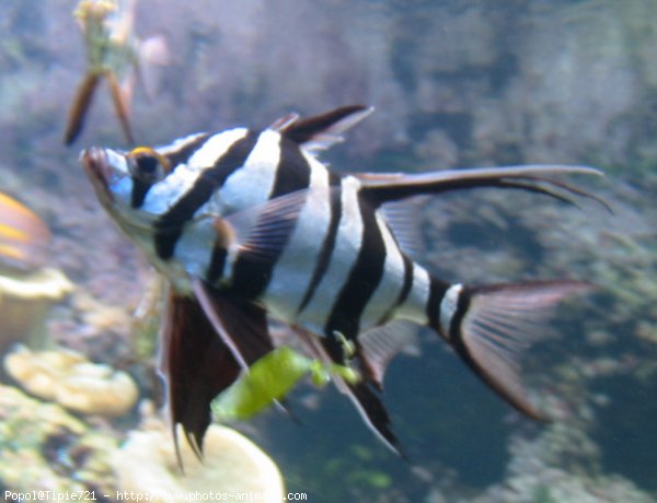 Photo de Poissons rouges