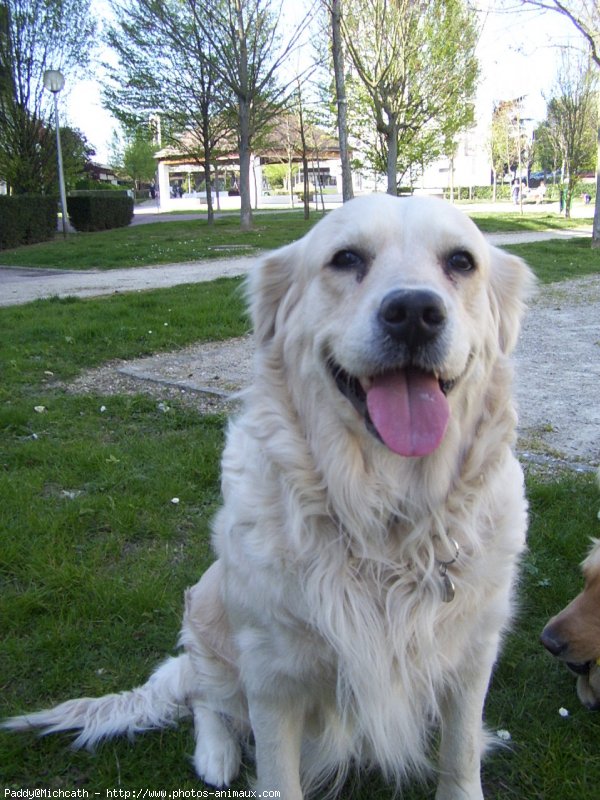 Photo de Golden retriever