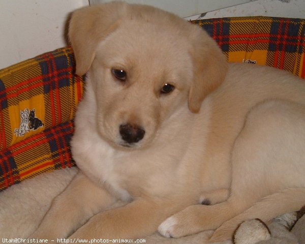 Photo de Labrador retriever