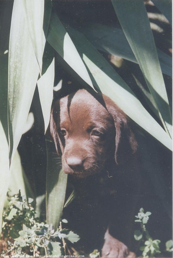 Photo de Labrador retriever