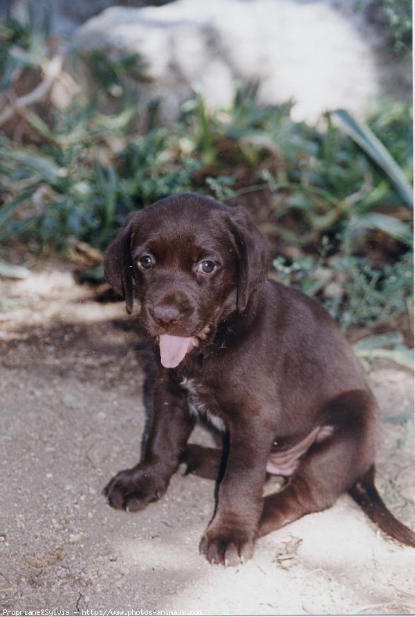 Photo de Labrador retriever