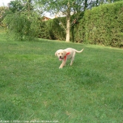 Photo de Labrador retriever