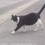 Photo de Chat domestique