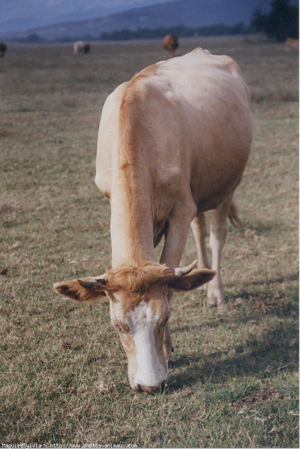 Photo de Vache