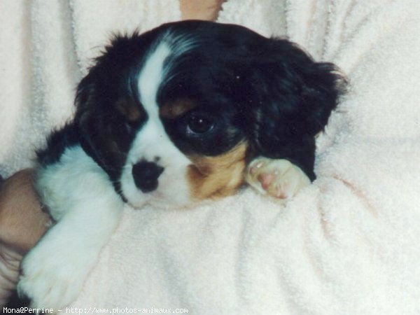 Photo de Cavalier king charles spaniel