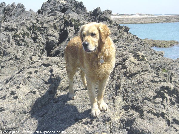 Photo de Golden retriever