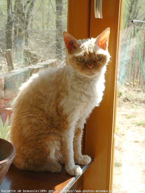 Photo de Selkirk rex poil court