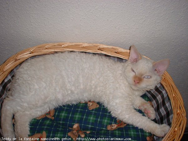 Photo de Selkirk rex poil court