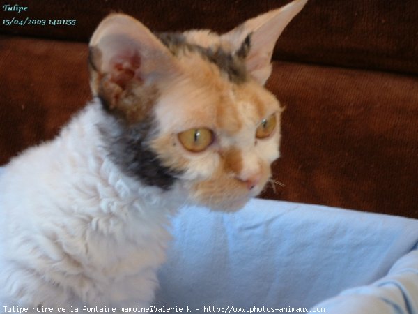 Photo de Selkirk rex poil court