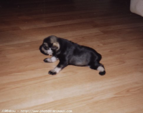 Photo de Schnauzer gant