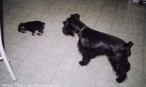 Photo de Schnauzer gant