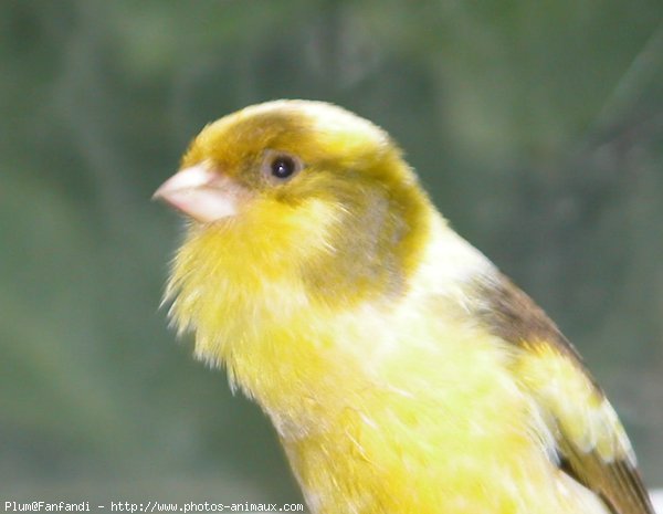 Photo de Canari