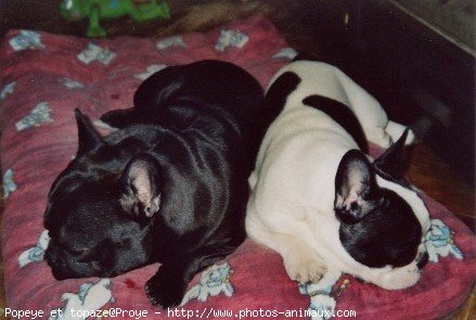 Photo de Bouledogue franais