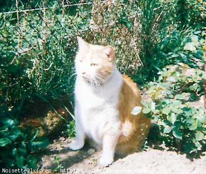 Photo de Chat domestique