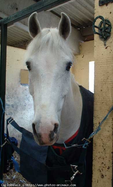 Photo de Poney franais de selle