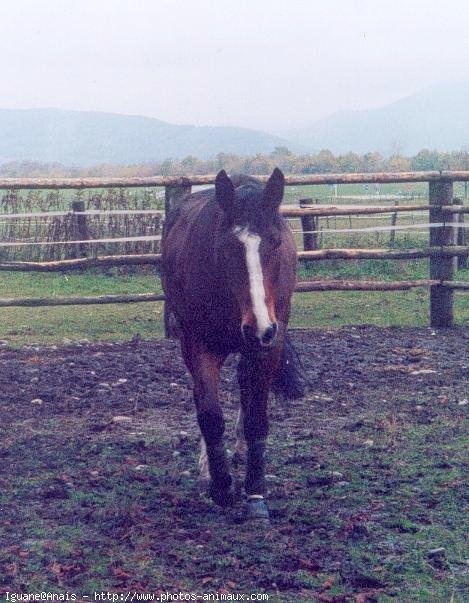 Photo de Poney franais de selle