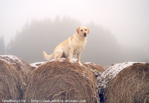 Photo de Labrador retriever