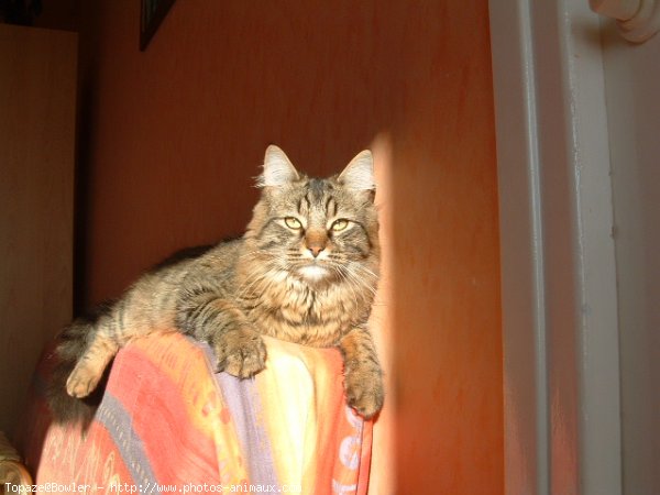 Photo de Chat domestique