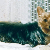 Photo de Yorkshire terrier