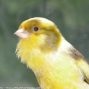 Photo de Canari