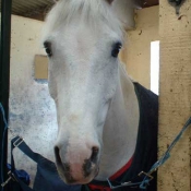 Photo de Poney franais de selle