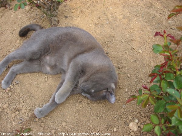 Photo de Chat domestique