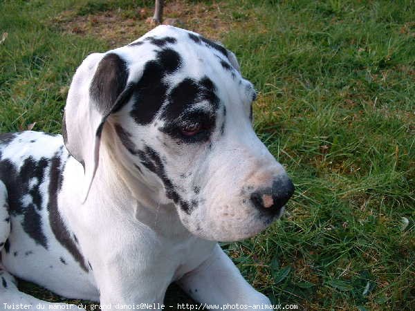 Photo de Dogue allemand